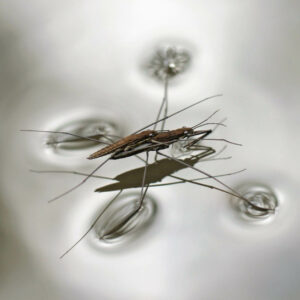 waterinsect
